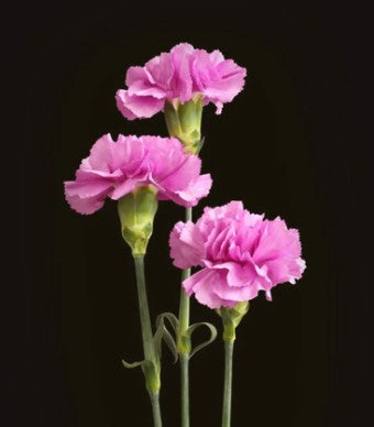 carnation toy florist