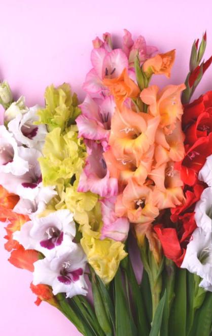 Celebrating August Birth Flowers: Gladiolus and Poppy