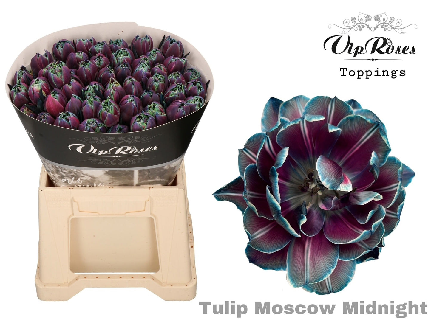Tulip Moscow Toy Florist Flower Shop Toronto