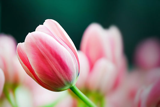 Tulips vs Peonies: Which Flower Is Best For Your Spring Occasion?