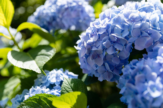 Hydration Tips To Save Your Hydrangeas From Dying