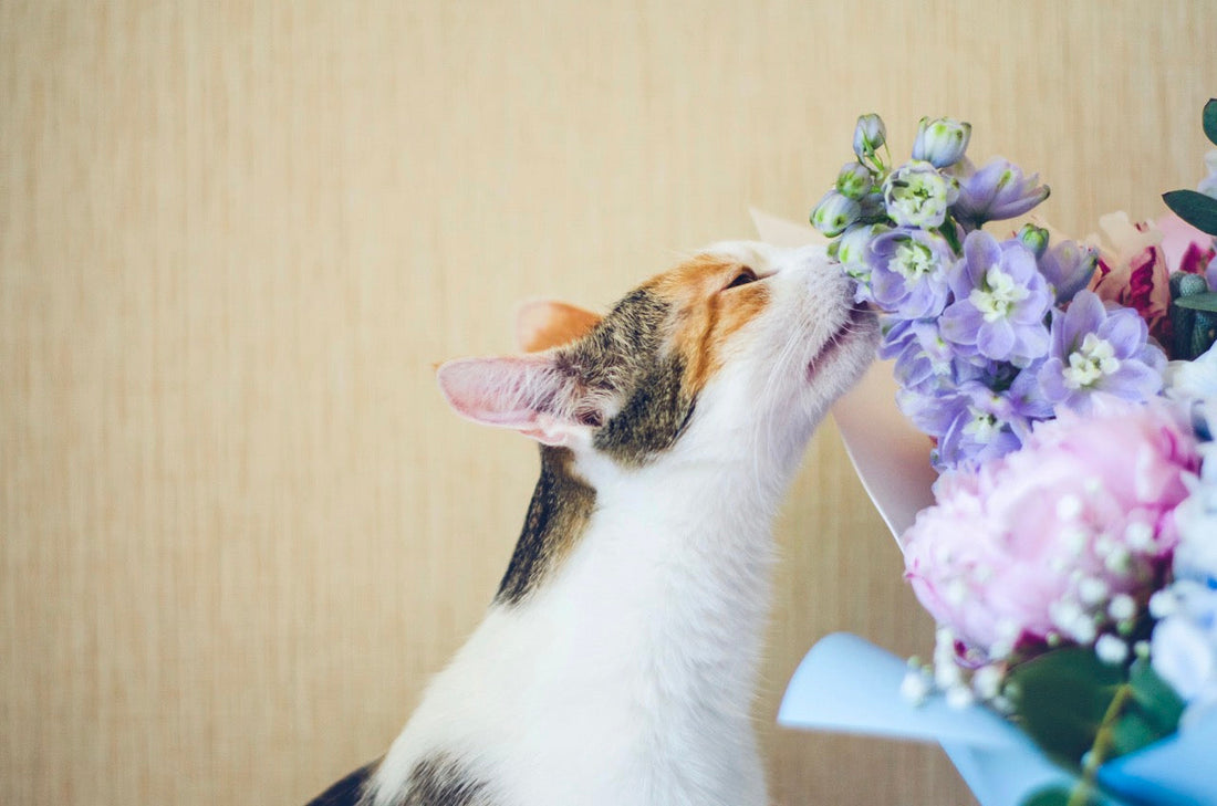 Pet-Friendly Flower Arrangements for Toronto Households