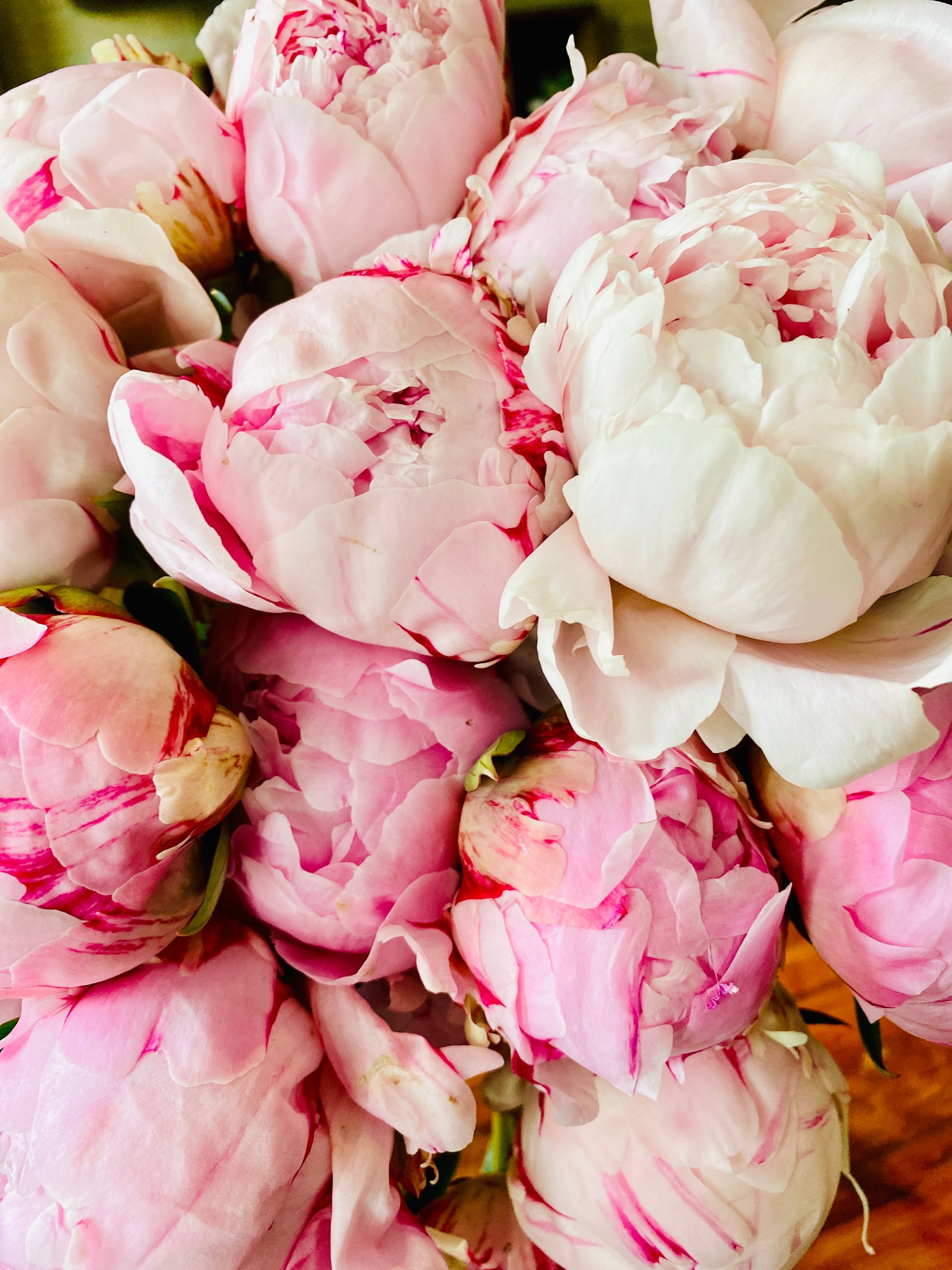 Sarah Bernhardt Peony