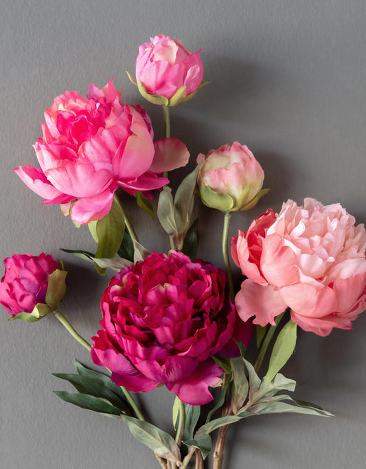 Peonies Mixed Colour